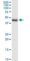 Anti-SFTPB Rabbit Polyclonal Antibody