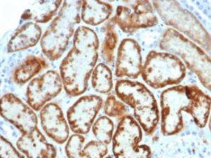 Immunohistochemical analysis of formalin-fixed, paraffin-embedded human kidney using Anti-AMH Antibody [AMH/6713R] at 2µg/ml in PBS for 30 minutes at room temperature