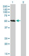 Anti-CCDC91 Mouse Polyclonal Antibody