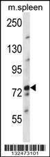 Anti-NUFIP2 Rabbit Polyclonal Antibody (AP (Alkaline Phosphatase))