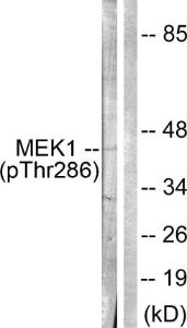 Anti-MEK1