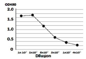 Anti-Verotoxin + Shiga Toxin Antibod