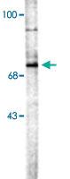 Anti-CHAT Goat Polyclonal Antibody