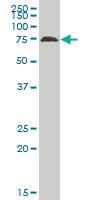 Anti-SIGLEC10 Mouse Polyclonal Antibody