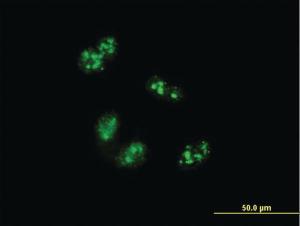 Anti-TCOF1 Mouse Monoclonal Antibody [clone: 8H3]