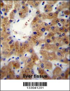 Anti-ERLIN1 Rabbit Polyclonal Antibody (AP (Alkaline Phosphatase))