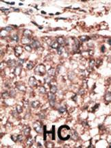 Anti-SCDGFB Rabbit Polyclonal Antibody