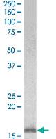 Anti-AIF1 Goat Polyclonal Antibody