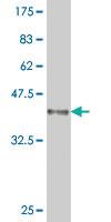 Anti-PCNA Mouse Monoclonal Antibody [clone: 3G8]