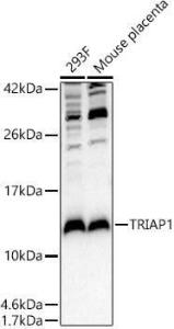 Anti-TRIAP1 antibody