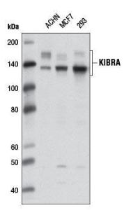 Anti-WWC1 Human Polyclonal Antibody