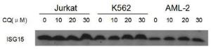 Anti-ISG15 Rabbit Polyclonal Antibody (FITC (Fluorescein))