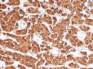 Immunohistochemical analysis of formalin-fixed, paraffin-embedded human pituitary tissue using Anti-Growth Hormone Antibody [GH/4886R]