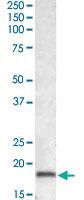 Anti-AIF1 Goat Polyclonal Antibody