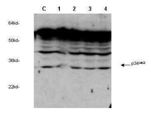 Anti-CDC2 (P34) (rabbit)