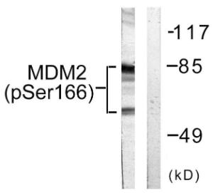 Anti-MDM2 Rabbit Polyclonal Antibody