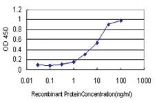 Anti-RIT2 Mouse Monoclonal Antibody [clone: 3F2]