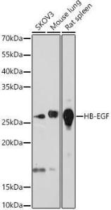 Antibody A80853-100 100 µl