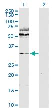 Anti-WDR77 Rabbit Polyclonal Antibody