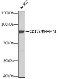 Western blot analysis of extracts of K-562 cells, using Anti-CD168 Antibody [ARC0667] (A80858) at 1:500 dilution. The secondary antibody was Goat Anti-Rabbit IgG H&L Antibody (HRP) at 1:10,000 dilution.