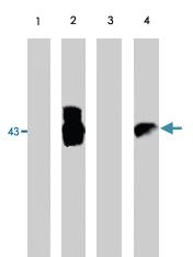 Anti-EIA Sheep Polyclonal Antibody