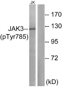 Western blot analysis of lysates from Jurkat cells using Anti-JAK3 (phospho Tyr785) Antibody. The right hand lane represents a negative control, where the antibody is blocked by the immunising peptide