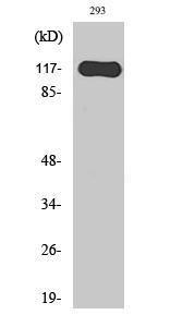 Western blot analysis of various cells using Anti-HAIR Antibody