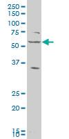 Anti-LAP3 Mouse Polyclonal Antibody