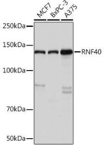 Western blot analysis of extracts of various cell lines, using Anti-RNF40 Antibody [ARC1651] (A308431) at 1:1000 dilution