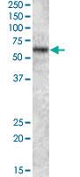 Anti-TFE3 Goat Polyclonal Antibody