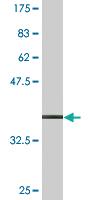 Anti-COG2 Mouse Monoclonal Antibody [clone: 3H8]