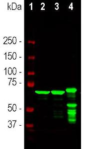 Western blot analysis of different tissu