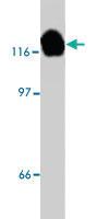 Anti-EPHB1 Sheep Polyclonal Antibody