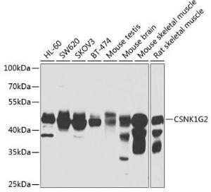 Western blot analysis of extracts of various cell lines, using Anti-CSNK1G2 Antibody (A7326) at 1:1,000 dilution