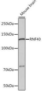 Western blot analysis of extracts of Mouse brain, using Anti-RNF40 Antibody [ARC1651] (A308431) at 1:1000 dilution