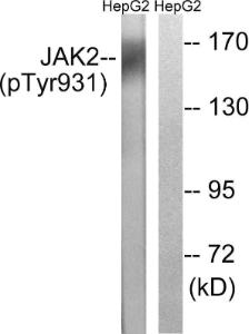 Anti-Jak2 Rabbit Polyclonal Antibody