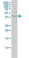 Anti-WDR77 Mouse Monoclonal Antibody [clone: 3F10]