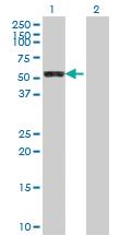 Anti-LAP3 Mouse Polyclonal Antibody