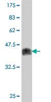 Anti-ZNF274 Mouse Polyclonal Antibody