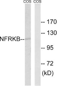 Western blot analysis of lysates from COS7 cells using Anti-NFRKB Antibody. The right hand lane represents a negative control, where the antibody is blocked by the immunising peptide.