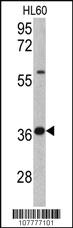 Anti-OR10G9 Rabbit Polyclonal Antibody