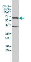 Anti-TCP1 Mouse Monoclonal Antibody [clone: 2B2-D6]