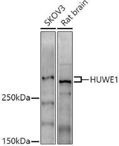 Western blot analysis of extracts of various cell lines, using Anti-HUWE1 / Mule Antibody (A307487) at 1:1,000 dilution. The secondary antibody was Goat Anti-Rabbit IgG H&L Antibody (HRP) at 1:10,000 dilution.