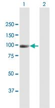 Anti-NAV2 Mouse Polyclonal Antibody