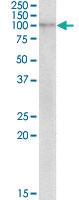 Anti-NLRX1 Goat Polyclonal Antibody