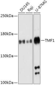 Western blot analysis of extracts of various cell lines, using Anti-TMF Antibody (A307488) at 1:1,000 dilution. The secondary antibody was Goat Anti-Rabbit IgG H&L Antibody (HRP) at 1:10,000 dilution.