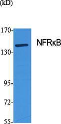 Western blot analysis of various cells using Anti-NFRKB Antibody