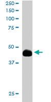 Anti-TFEC Goat Polyclonal Antibody