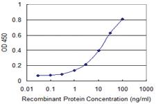 Anti-RING1 Mouse Monoclonal Antibody [clone: 2B3]