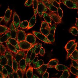 Immunofluorescent analysis of PFA fixed HeLa cells stained with Anti-SMAD3 Antibody [PCRP-SMAD3-1A2] followed by Goat Anti-Mouse IgG (CFand#174; 488) (Green). Counterstain is Phalloidin-CFand#174; 640A (Red)